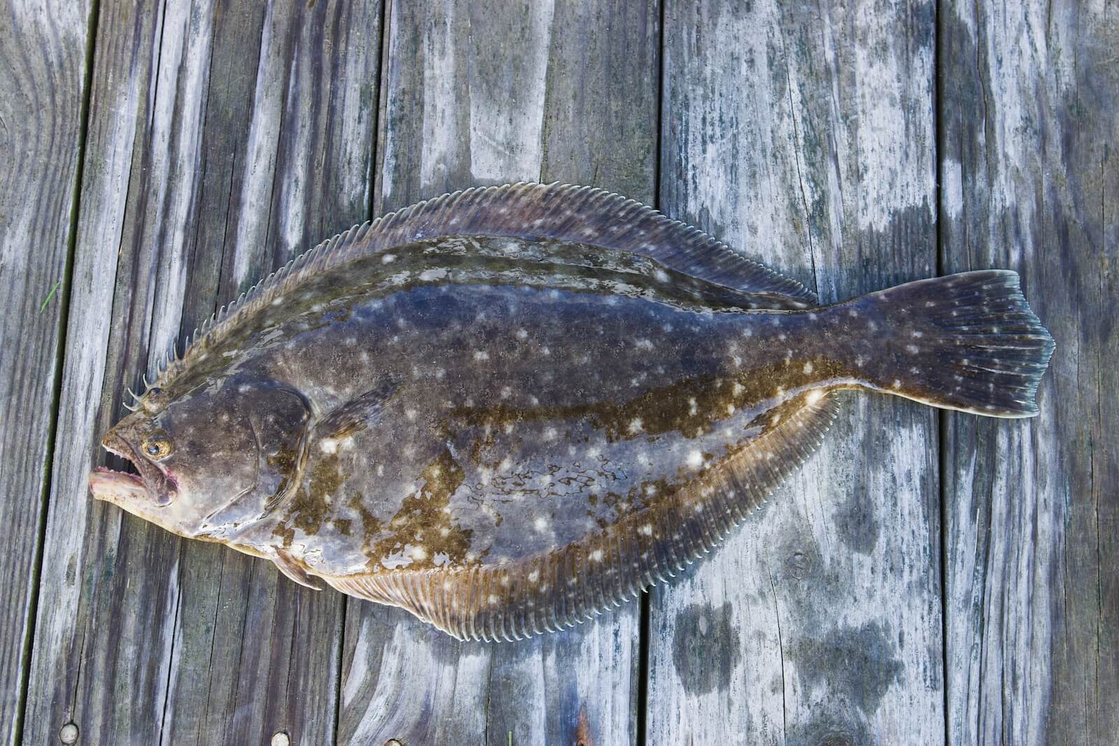 Flounder fish on wooden surface