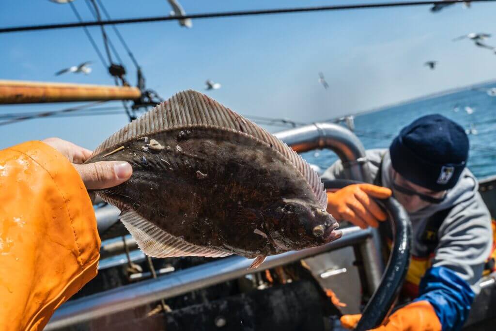 person holding flounder fish on boat